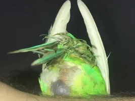just discovered a lump on my budgie
