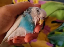 My bird won't eat and keeps trying to throw up