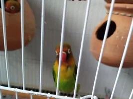 My Bald Lovebird