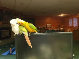 At first the tolerated each other, now the flock is united!