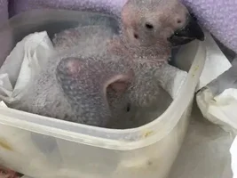 Sleepy cuddles
