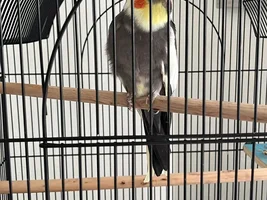 Scared Cockatiel male