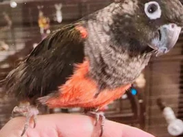 Black and red conure?