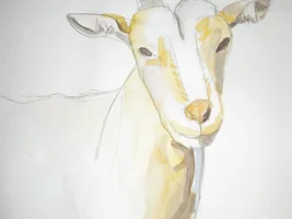 Domnijoe Pets and Art