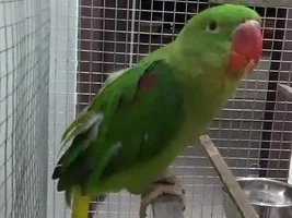 Alexandrine losing prime feathers..