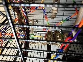 Baby Piña!