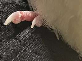 Kiko cut his foot?