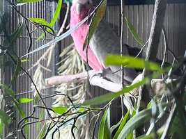 Hello! Galah advice and support please!