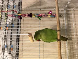 New Parrot