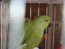 Gender and Age of my African RINGNECK please?