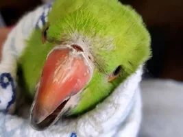 Adopted IRN - wordy Backstory, Question on his size, & other tidbits