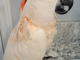 Grieving my 28 yr old Moluccan Cockatoo