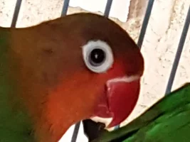 Help ASAP please! - Lovebird 5mnths old