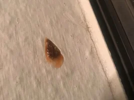 Red and Brown Feces?