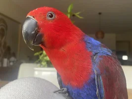 Help with my Eclectus!