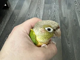 Pineapple conure smaller eyes than all the other gcc ive seen!?