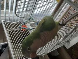 Quaker 6 months old white feather?