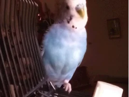 A sweet little birdie called Lovejoy 💖