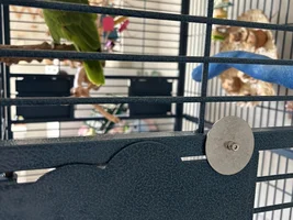 Suggestions for feeder door locks?