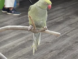 Parrot Mommy of 8!
