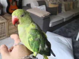 HELP! feather problems, indian ringneck. 4mO