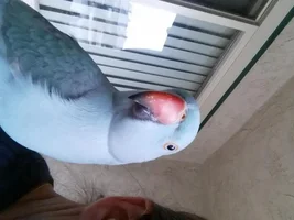 Harness for indian ringneck