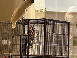 Umbrella Cockatoo