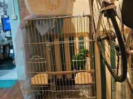 Urgent Rehoming to Us