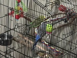 Parakeets taken over conures cage!