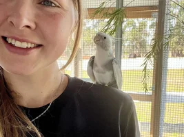 Hannah's little Parrots thread 🦜