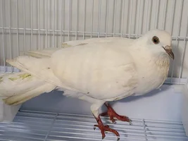 Found Pigeon/Dove