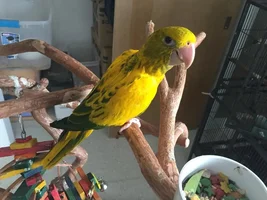 Golden Conure Beak Color