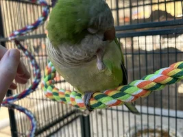 Itchy Quaker