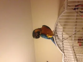 Questions about my new macaw