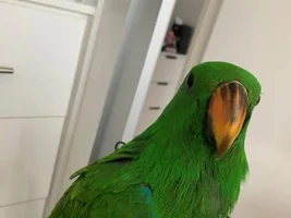 Help! are these black bars?