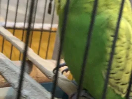 Budgie leg problem