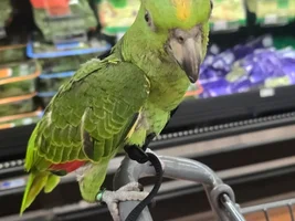 8 Weeks old baby Amazon?
