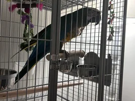 Rehoming my macaw