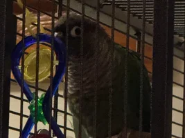 do my babies get depressed when i leave the house?