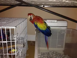 Update bird sitter with baby pics