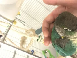 Conure Wings losing color