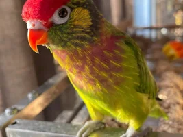 A sweet little birdie called Lovejoy 💖