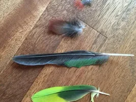 Feathers