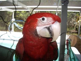 About Macaws