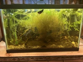 Flock Thread Volume 2