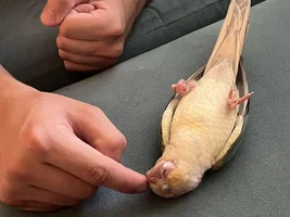 Cosmo passed away today...