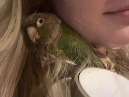 Baby conure bites waay too hard!