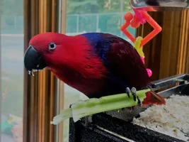 My newly re-homed eclectus girl, questions / concerns.