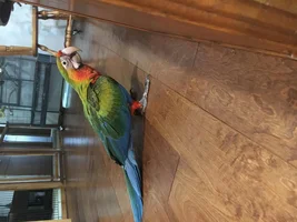 Meet my new Catalina! And need name ideas