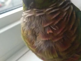 please help-conure plucking feathers